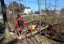 Rodungen in Lochau 2019