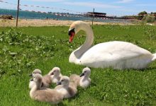 Schwanen-Familie im Lochauer Strandbad