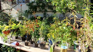 Herbstliche Pflanzentauschbörse in „Melittas Garten“ in Lochau