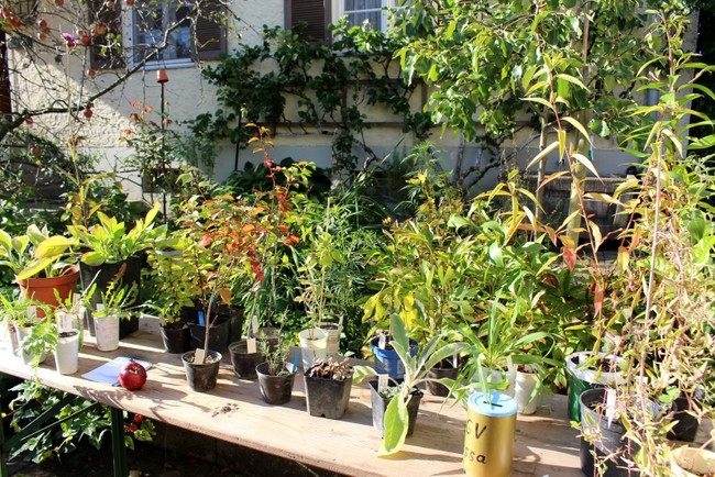 Herbstliche Pflanzentauschbörse in „Melittas Garten“ in Lochau