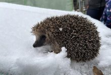 Igel im Winter Igelfreunde Hörbranz