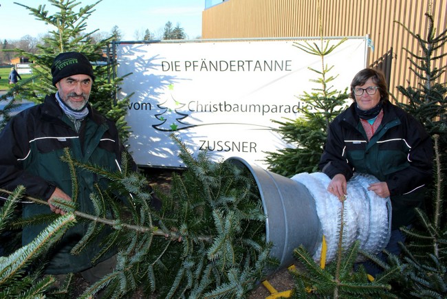 Eine „Pfändertanne“ für Weihnachten vom Christbaumparadies Zußner in Lochau