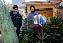 Eine „Pfändertanne“ für Weihnachten vom Christbaumparadies Zußner in Lochau