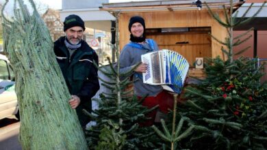 Eine „Pfändertanne“ für Weihnachten vom Christbaumparadies Zußner in Lochau