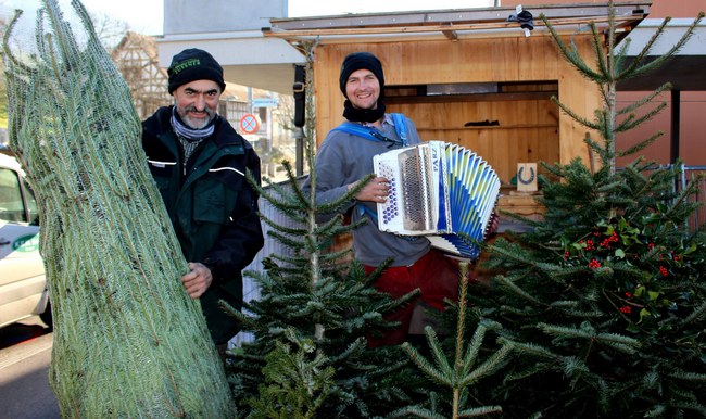 Eine „Pfändertanne“ für Weihnachten vom Christbaumparadies Zußner in Lochau