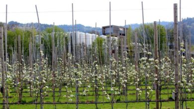 Streuobst-Offensive im Obsthof Leiblachtal