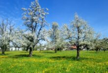 „Natur im Takt“ bei der Umweltwoche 2026 in Lochau erleben
