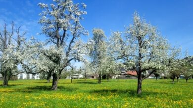 „Natur im Takt“ bei der Umweltwoche 2026 in Lochau erleben