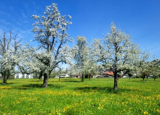 „Natur im Takt“ bei der Umweltwoche 2026 in Lochau erleben