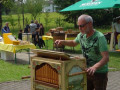 Bienen-2