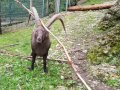 Alpwildpark-am-Pfaender3
