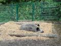 Alpwildpark-am-Pfaender4