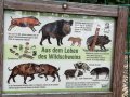 Alpwildpark-am-Pfaender5