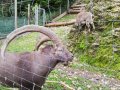 Alpwildpark-am-Pfaender6