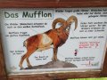 Alpwildpark-am-Pfaender7