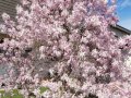 Fruehling-Symbolfoto-April-2023-3