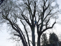 Weide_Baum-Strandbad-1