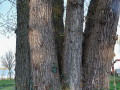 Weide_Baum-Strandbad-2