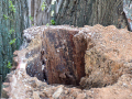 Weide_Baum-Strandbad-3