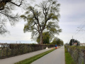 BaumpflegeExperten-garantieren-Verkehrssicherheit-4