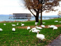 Lochau-Schwaene-am-GRASEN-Kaiserstrand-Dezember-2023-1
