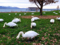 Lochau-Schwaene-am-GRASEN-Kaiserstrand-Dezember-2023-2