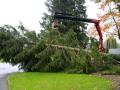 Buergermeisterbaum-in-Hoerbranz-2020-12