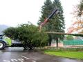 Buergermeisterbaum-in-Hoerbranz-2020-27