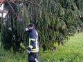 Buergermeisterbaum-in-Hoerbranz-2020-46