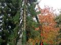 Buergermeisterbaum-in-Hoerbranz-2020-5