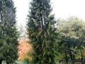 Buergermeisterbaum-in-Hoerbranz-2020-7