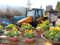 Fruehling-Bepflanzung-mit-SINZ-Michael-START-Maerz-2022-4