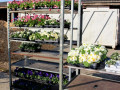Fruehling-Bepflanzung-mit-SINZ-Michael-START-Maerz-2022-5