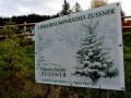 Lochau-Zussner-Pfaender-CHRISTBAUMVERKAUF-Dezember-2023-4-TERMIN