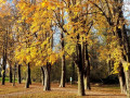 Lochau-See-UFERLANDSCHAFT-Baumpflanzungen-PATEN-Herbst-7