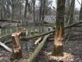 Hörbranz Biber am See 2016 (2)