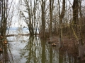 Hörbranz Biber am See 2016 (6)