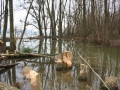 Hörbranz Biber am See 2016 (7)