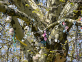 Schnullerbaum-2