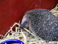 Igel-1