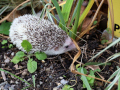 Igel-10