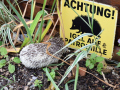 Igel-11
