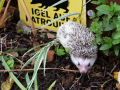 Igel-12