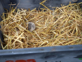 Igel-13