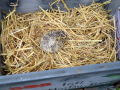 Igel-14