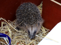 Igel-2