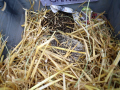 Igel-21