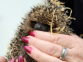Igel-24