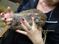Igel-25