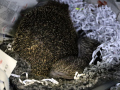 Igel-28